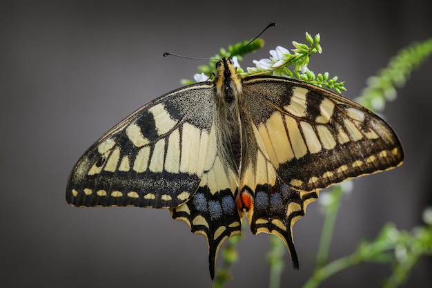 Old World swallowtail butterfly in the dark grey background