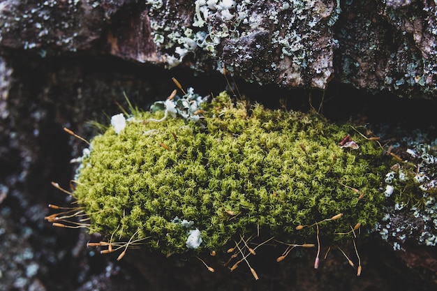 Old worn tree bark moss growing