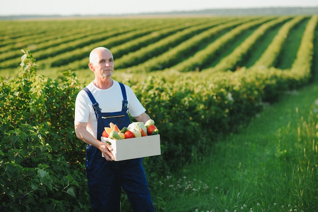 An older farmer holds a box with fresh vegetables in a field