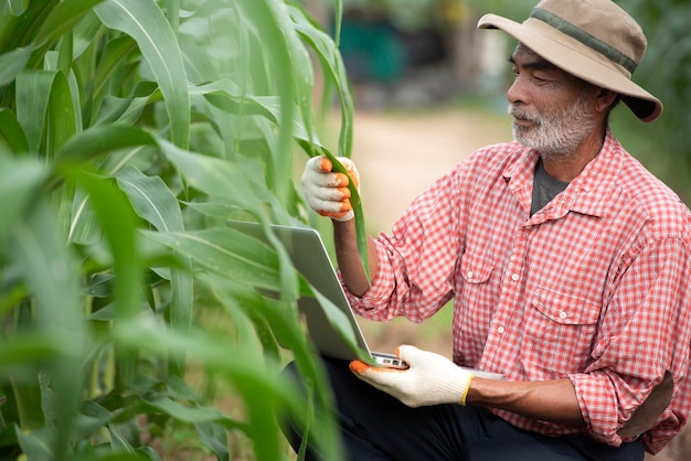 年配の農家がトウモロコシ畑で技術を使用