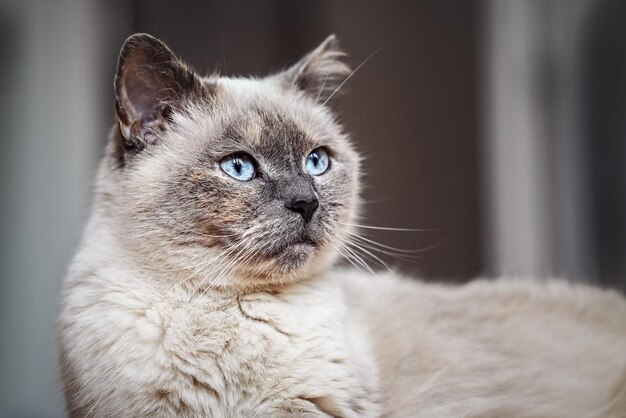 Older gray cat with piercing blue eyes, closeup detail