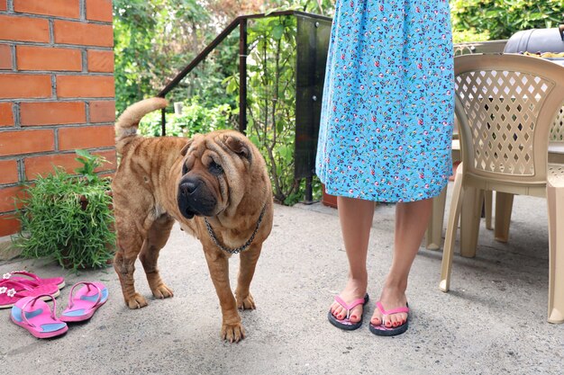 Older sharpei dog stands next to the legs of young woman in courtyard