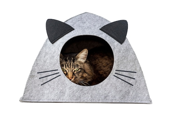 An older tabby cat in a felt cat house with ears and mustaches