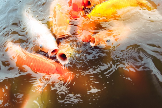 Photo oldfish swim in the pool against a background of orange water