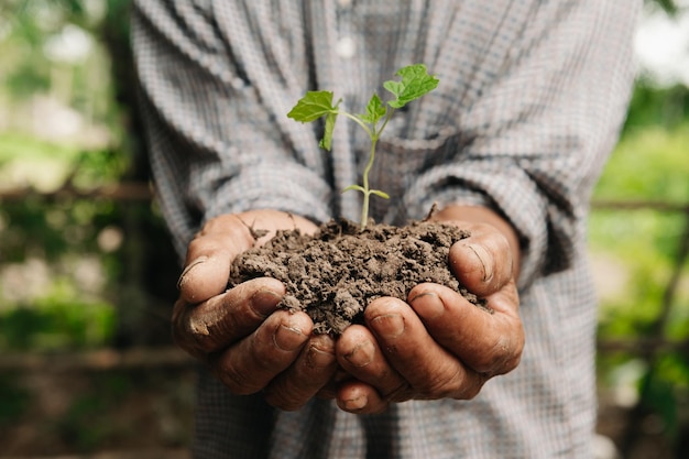 OldMan hands grabbing earth with a plantThe concept of farming and business growth in farmxA