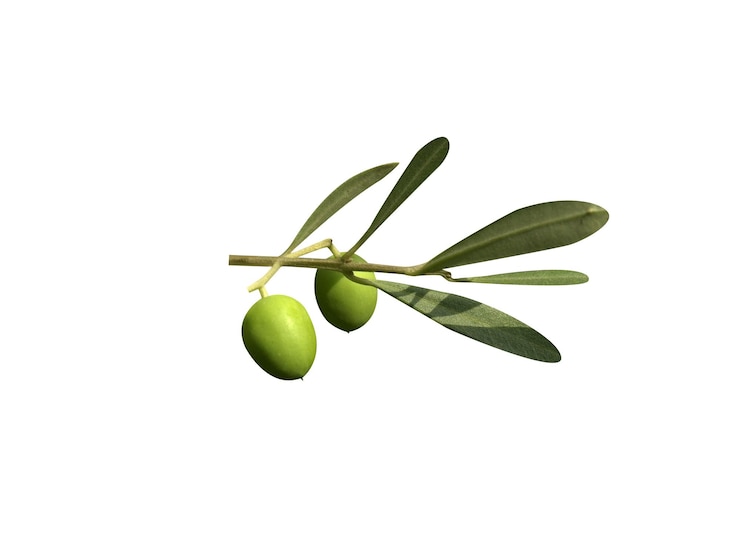 Foto olea europaea-olie wordt vaak gebruikt in de keuken voor het bakken van voedingsmiddelen, salades, cosmetica en farmaceutische producten