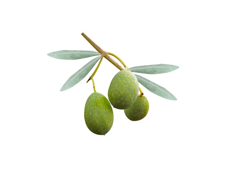 Foto olea europaea-olie wordt vaak gebruikt in de keuken voor het bakken van voedingsmiddelen, salades, cosmetica en farmaceutische producten