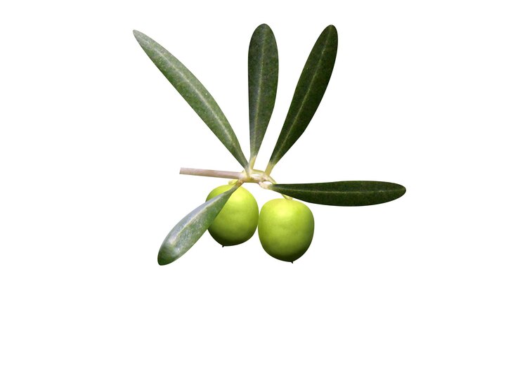 Foto olea europaea-olie wordt vaak gebruikt in de keuken voor het bakken van voedingsmiddelen, salades, cosmetica en farmaceutische producten