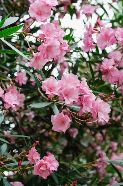 oleander bloemen bloeiend oleander roze bloemen bloeiende struik