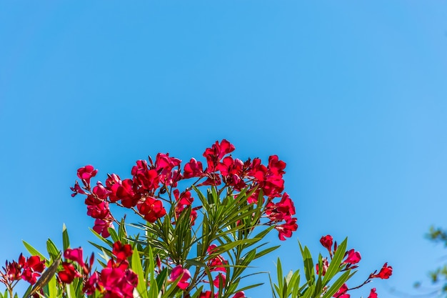 Oleander grows in countries with a hot climate.