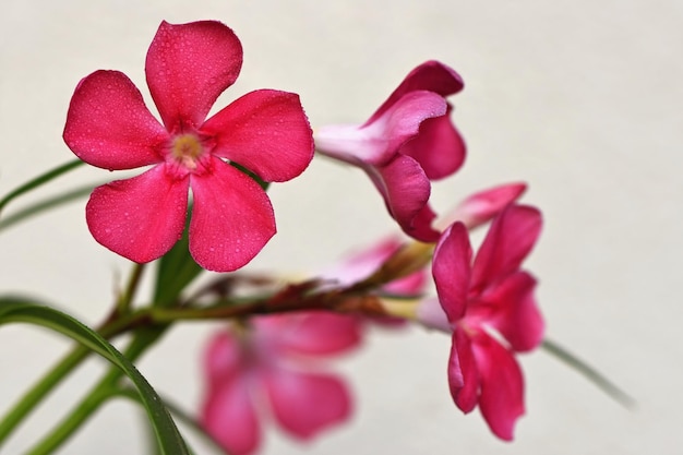 Foto l'oleandro nerium oleander