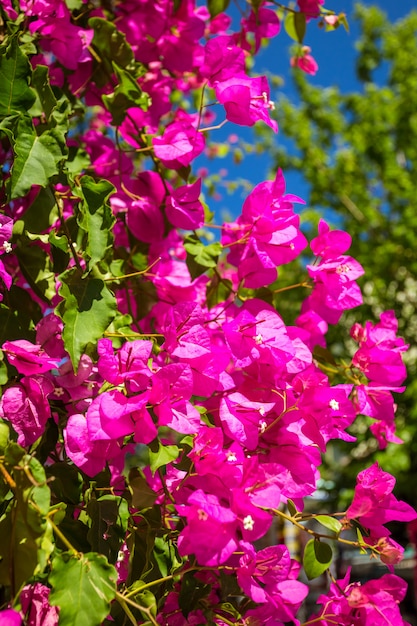 Foto oleander rose bay bloem