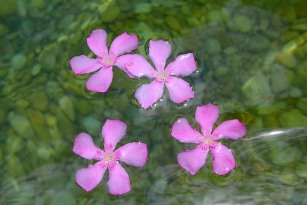 Foto oleander roze bloemen drijvend in natuurlijk zoet water