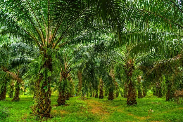 Oliepalmen plantage tropische jungle Phangnga Thailand