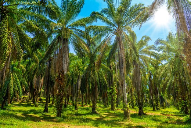 Oliepalmenplantage Than Bok Khorani Nationaal Park Krabi Tha