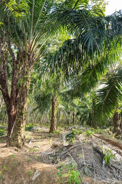 Foto oliepalmplantage in indonesië palmbomen