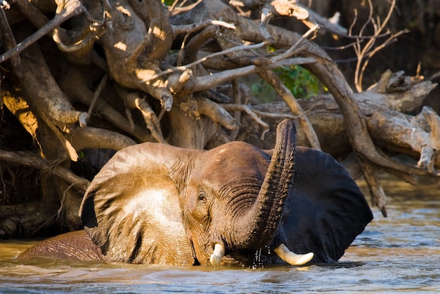 Olifant baadt in de rivier Zambezi