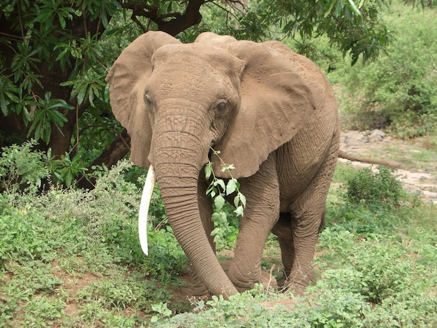 Olifant bij het voeden