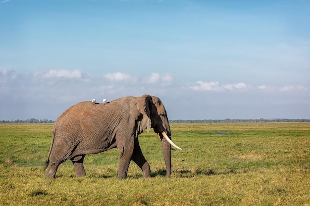 Olifant die door Amboseli-gebied loopt