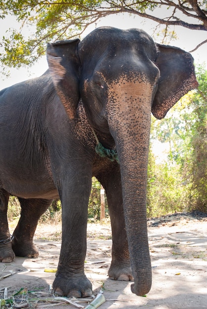 Olifant die in de dierentuin staat