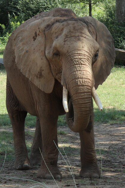 Foto olifant die in een veld staat