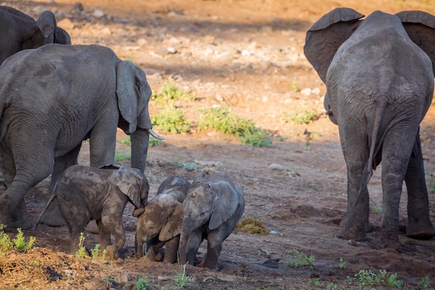 Foto olifant die in een veld staat