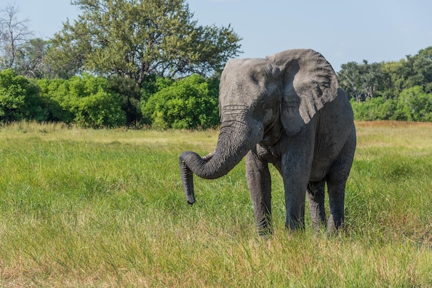 Olifant die op een grasveld tegen de lucht staat tijdens een zonnige dag
