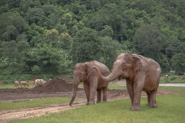 Foto olifant die op een land staat