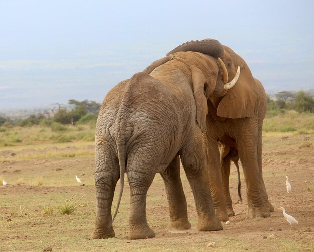 Olifant die op het veld loopt