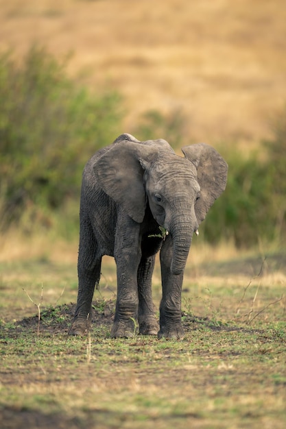 Olifant die op het veld staat