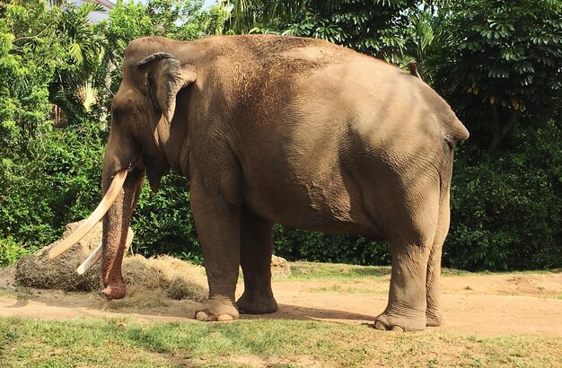 Foto olifant die op het veld staat