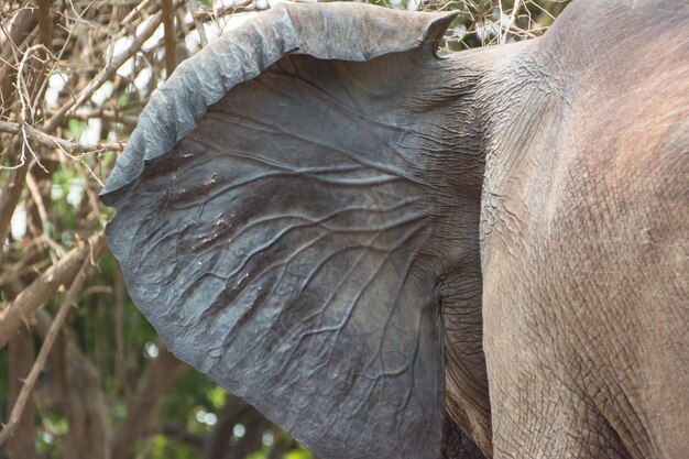 Olifant die tegen bomen staat