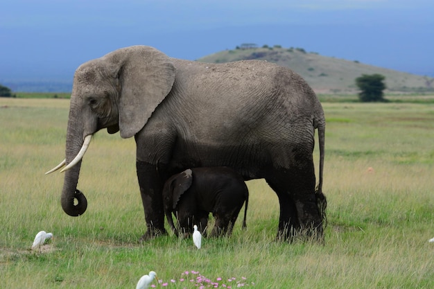 Olifant en kalf met vogels op het veld