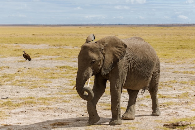 Olifant en zijn slurf in savanne. Amboseli nationaal park. Kenia