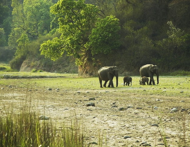 Olifant gaat in wild bos