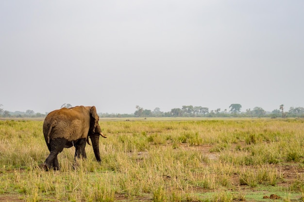 Olifant graast op het veld tegen een heldere lucht