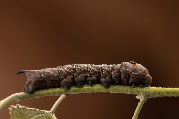 Olifant haviksmot op groen blad close-up, worm schepsel