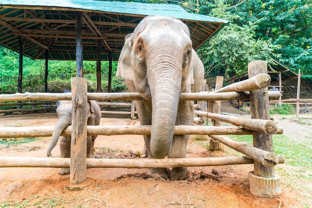 olifant in Chiang Mai, Thailand