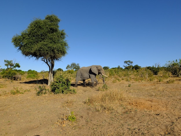 Olifant in chobe nationaal park, botswana, afrika