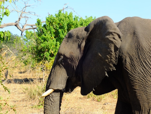 olifant in Chobe nationaal park, Botswana, Afrika