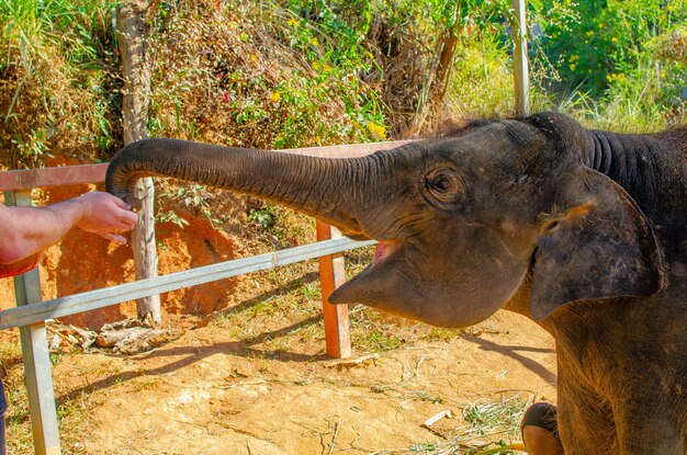 Olifant in de jungle op een eiland in Phuket