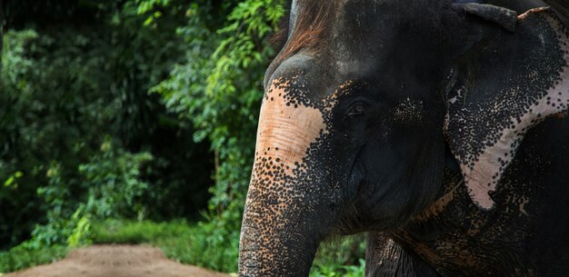 Olifant in de jungle