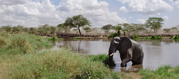 Olifant in de rivier in het nationaal park serengeti