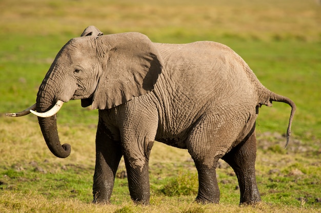 Olifant in de savanne