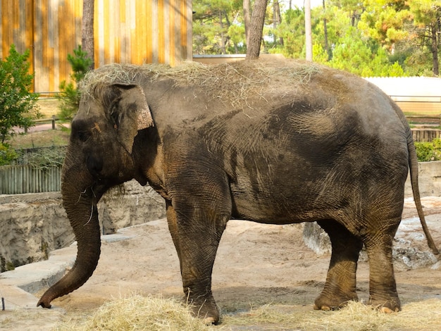 Foto olifant in een dierentuin