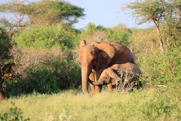 Olifant in een veld