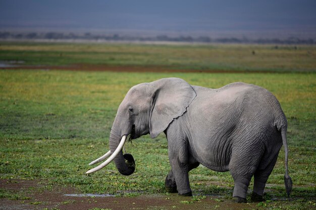 Foto olifant in een veld