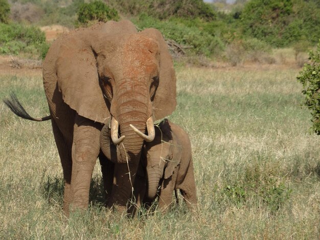 Foto olifant in een veld