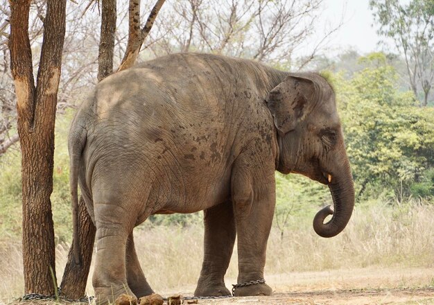 Foto olifant in een veld