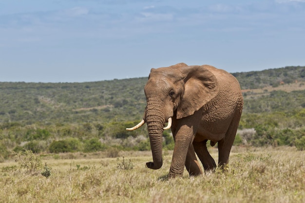 Olifant in het bos